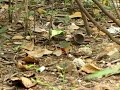 Indian Pitta(Pitta Brachyura)