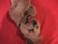 'dog on crack' part 2 by herpes boy