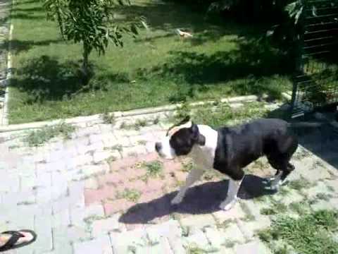 american staffy