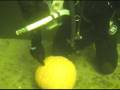 Underwater Pumpkin Carving Dive