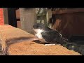 House Martin Fledgling