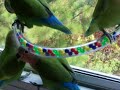 Lovebird Foraging Basket