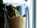 Lovebird Foraging Basket
