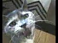 None (01-31-07_1337.mpeg)