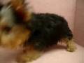 06/11 約克夏 Yorkshire Terrier-公幼犬-日新犬舍