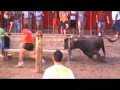 Vaques de pla�a