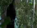Chimpanzee Cannibalism
