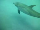 Underwater shot of dolphins @ Texas State Aquarium