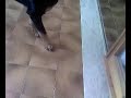 Gandacul