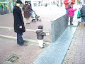 zhavar jalan di centrum