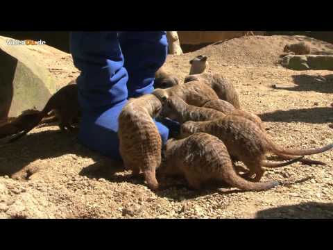 Patenschaft - Die außerirdischen Myllianer, die seit einem Jahr für die Wirtschaftsbetriebe Duisburg um Sauberkeit werben, sind angetan von den Erdmännchen im Zoo Duisburg...
