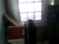 Roxie Wants To Play With Deer