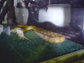 ELAPHE GUTTATA