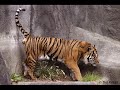 Scary Tiger Attack!!!