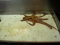 Crawling Octopus