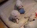 puppy fight 