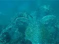 Galapagos - Tortugas marinas