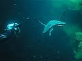 Galapagos - Tortugas marinas