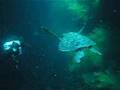 Galapagos - Tortugas marinas
