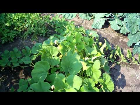 how to harvest bush beans