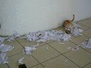 Destruindo o rolo de papel toalha