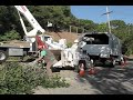 War on The Oak Tree