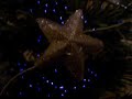 Whigfield - Last Christmas