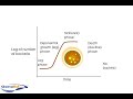 Logarithmic growth of bacteria