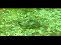 underwater love