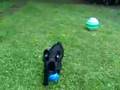 Hetor a balony