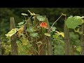 Entrepreneur de Jardin