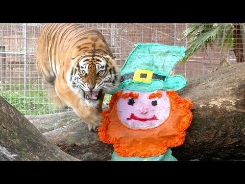 St Patrick's Day for TIGERS!