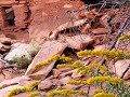 Anasazi