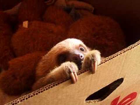 The Trouble With Sloths