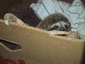 The Trouble With Sloths