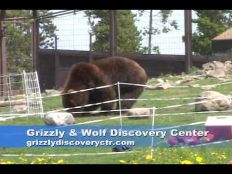 how to react grizzly bear