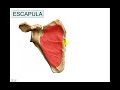 OSTEOLOGIA 1