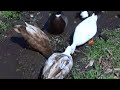Ducks in the Mud Ducks in the Mud