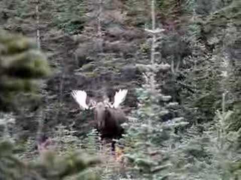 Yuけいおん! Stone: Big Bull Moose