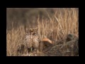 Burrowing Owl Kamloops BC HD.mov