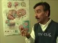 funcionamento do cérebro humano