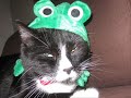 funny dogs and cats  read description 