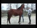 Paardenkeuring