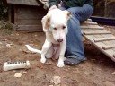 Marquette County Humane Society - Wednesday