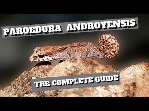 YouTube reptile video