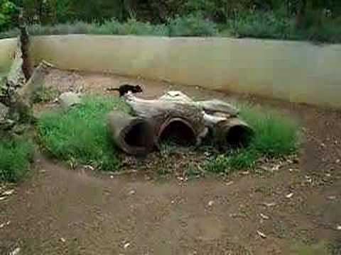 Watch 'Insane Tasmanian Devil '