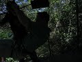 Canopy Tour