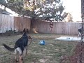 German Shepherd Puppy \"Stoic @ 6 months\" German Shepherd Puppy \"Stoic @ 6 months\"