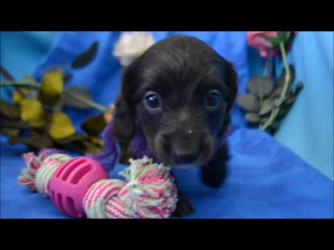Layla AKC Blue Female LH Miniature Dachshund Puppy for sale