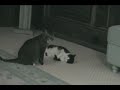 Cat Video- The Adventures of Q, Part 3